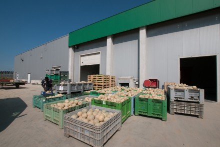 AZIENDA AGRICOLA BALDUZZI – Isola S.Antonio (Al)